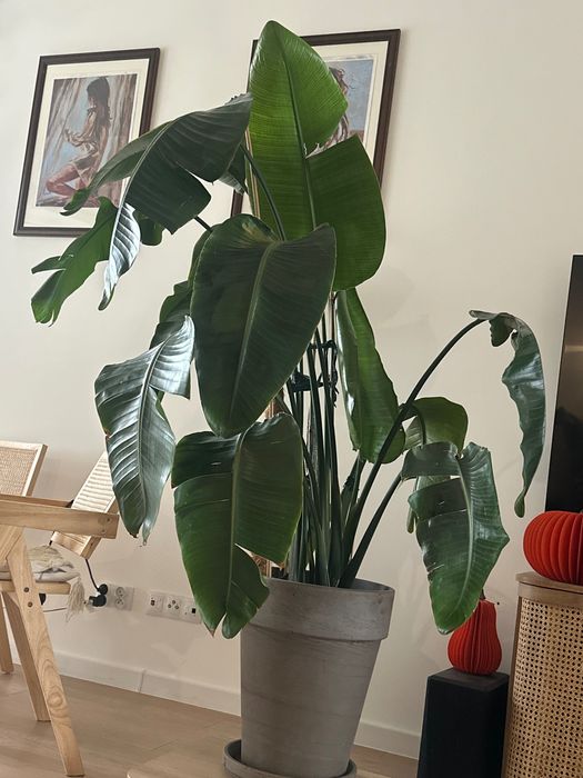 Stericja wysoka 150cm kwiat doniczkowy