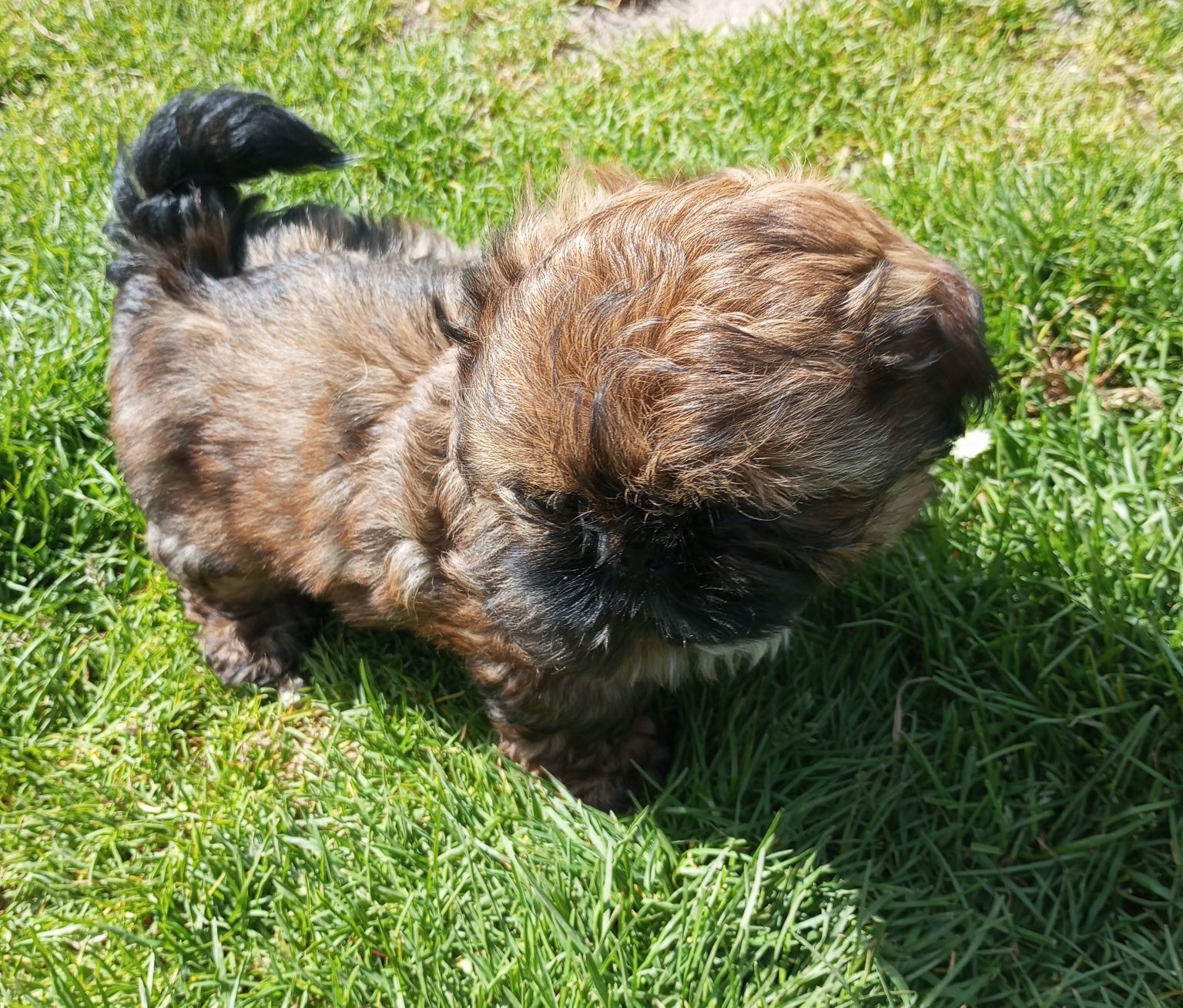 Shih tzu piesek brązowy