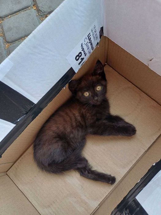 Кошеня безкоштовно