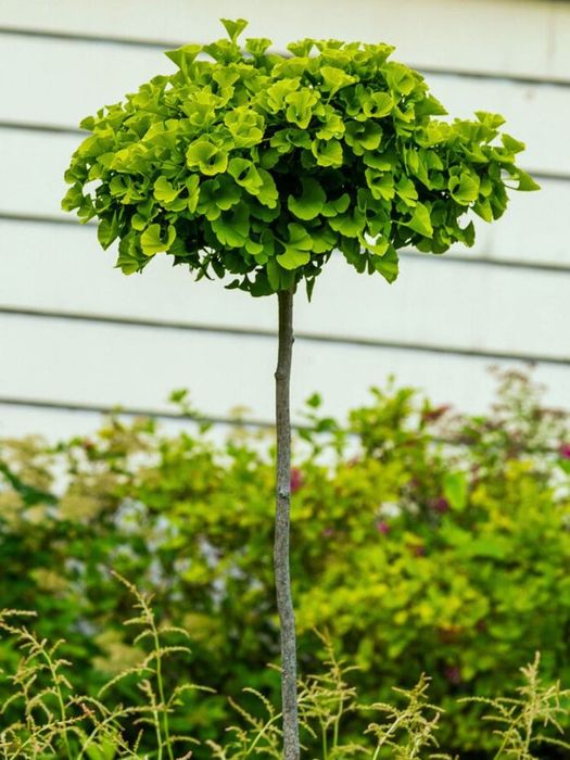 Ginkgo biloba Troll, Гінкго білоба.