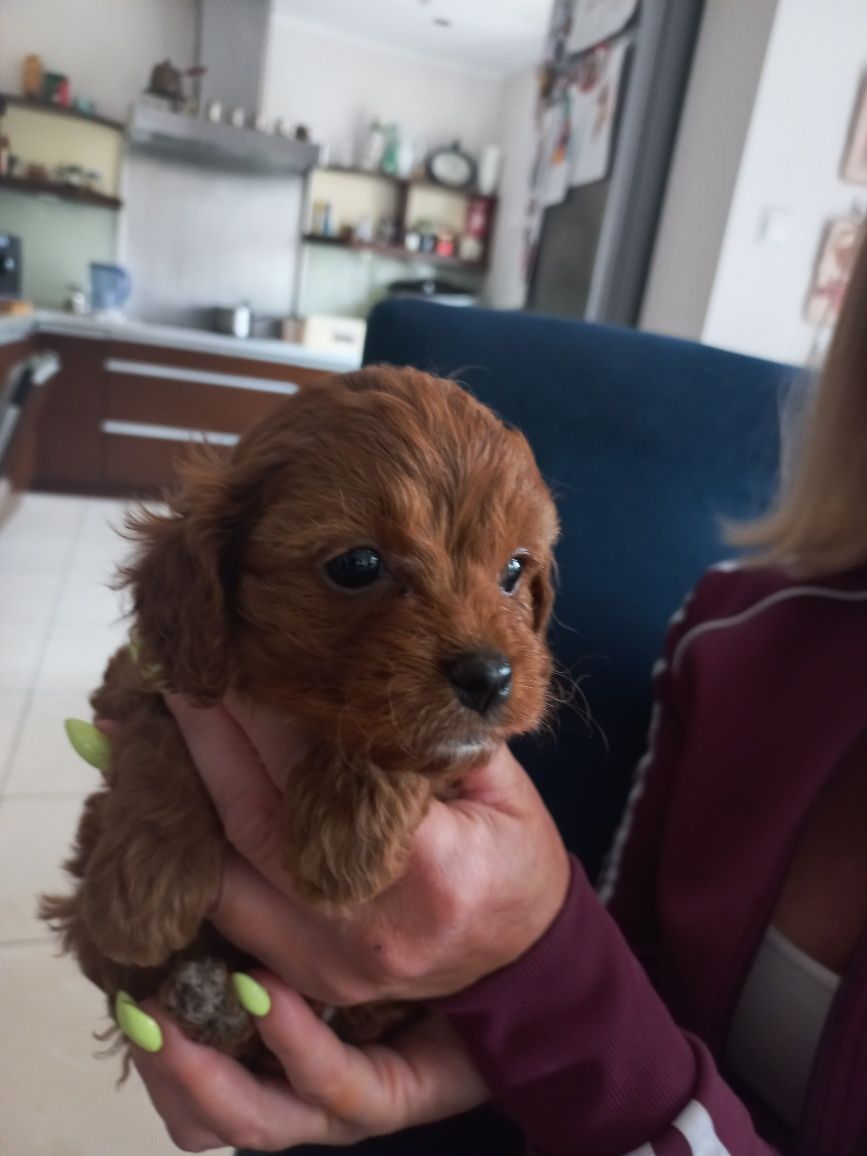 Cavapoo  szczenię F 1 red brown