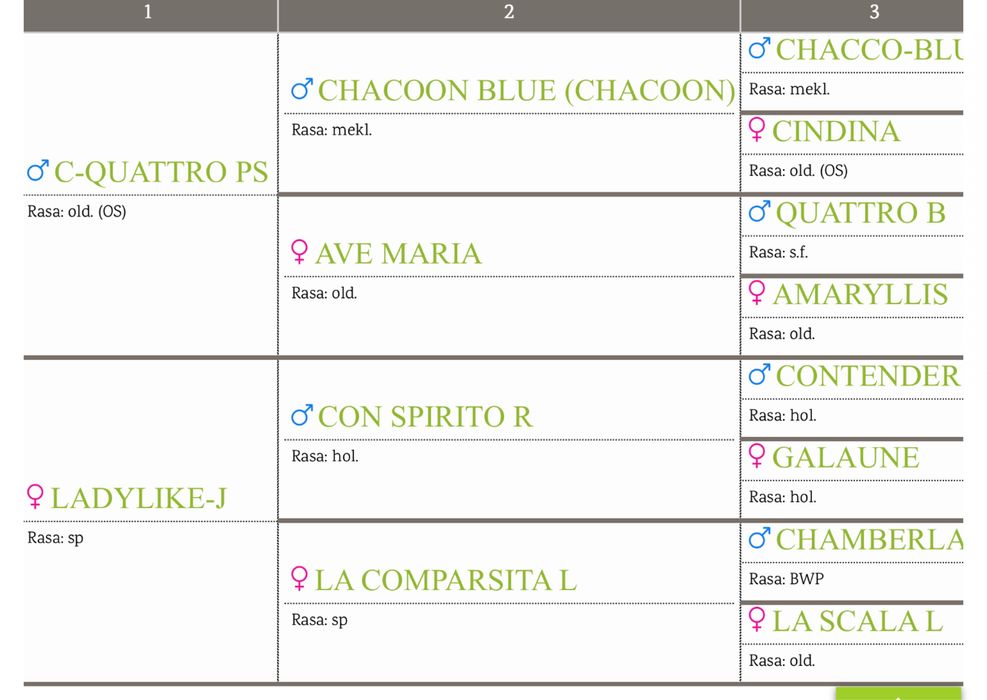 2 letni wałach po C- quattro PS/ Con spirito R