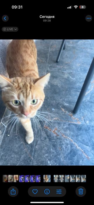 Отдам котика в хорошие руки