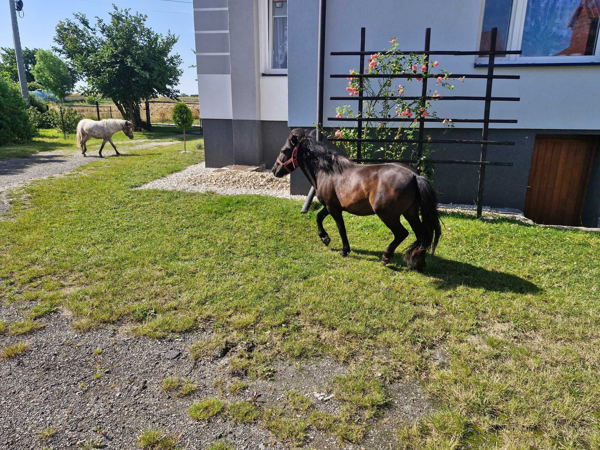 SPRZEDAM kucyka ogierka . Ewentualnie zamienie na klacz kucyka