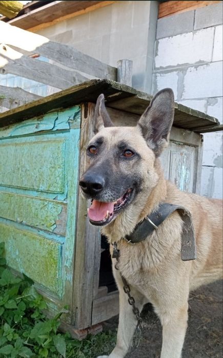 Відам європейську вівчарку