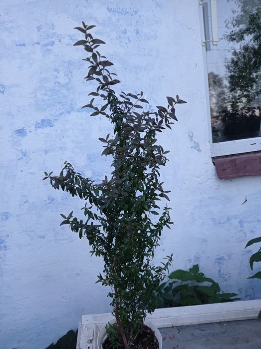 Мірти вазони дрмашні