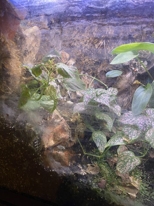 Vendo terrario/aquaterrario