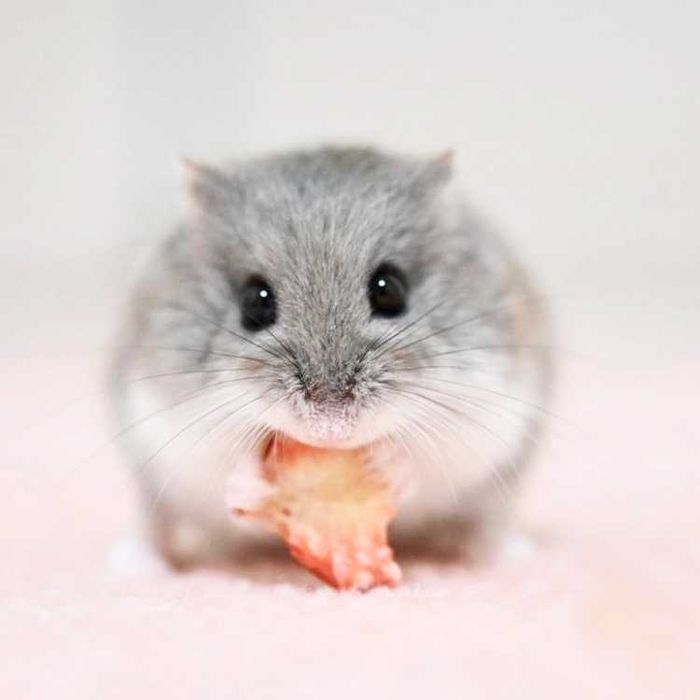 Джунгарские хомячки, хомяки, хомячата, хомяк, карликовые, джунгарики