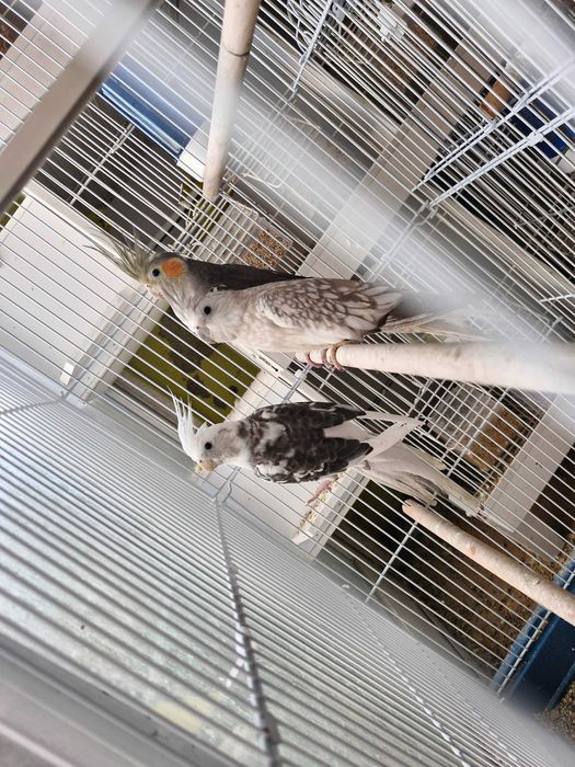 Caturras lindíssimas