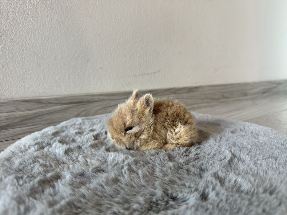 Króliczki Karzełki Teddy Dlugowłose