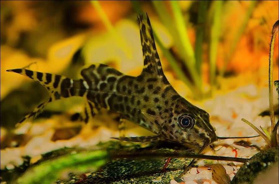 GB Opaczek, Giętkoząb czarnobrzuchy - dowóz ryb!