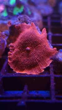 Discosoma red grzyb akwarium morskie koralowce Korale.Pro