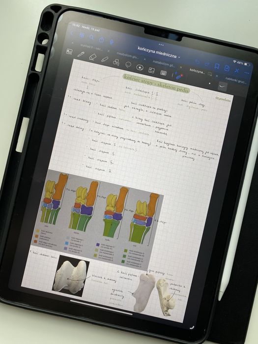 Anatomia zwierząt - notatki z anatomii z pierwszego roku weterynarii