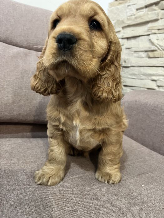 Szczeniak cocker spaniel