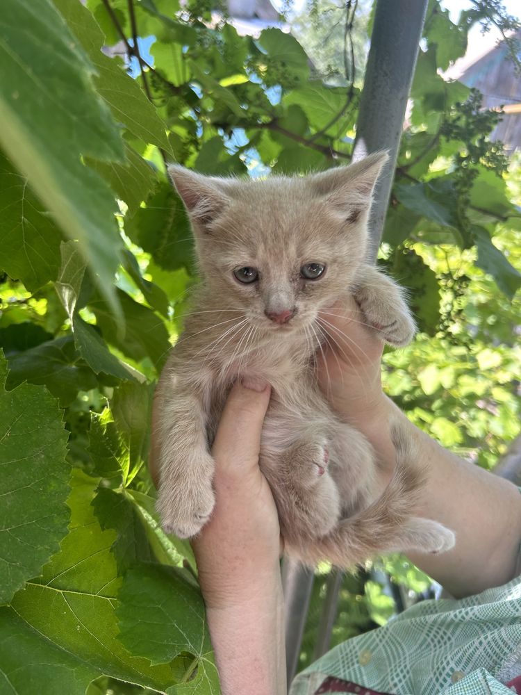 Отдам персикового котика