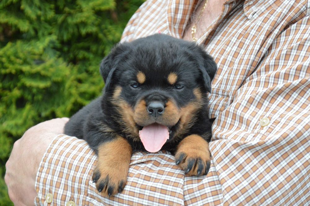 Rottweiler, suczka, suka rezerwacja ZKwP Poznań