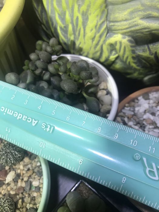 Adromischus marianae «Little spheroide» Адроміскус