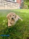 Golden Retriever - piesek Fado!!!