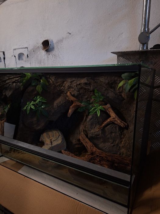Terrarium jaszczurka gekon lamparci agama