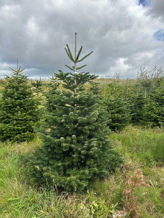 Jodła Kaukaska plantacja Świerk pospolity Srebrny