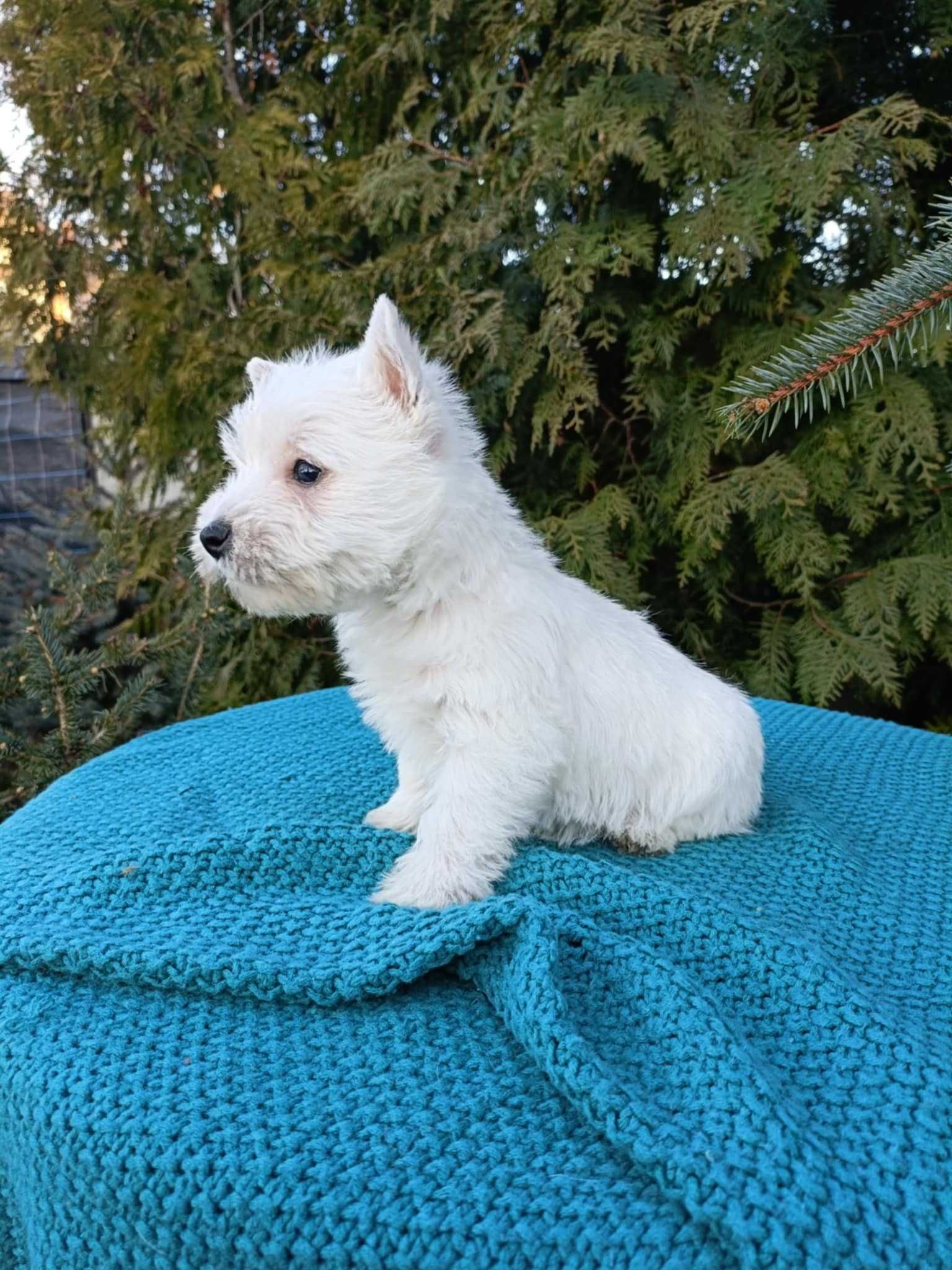 Wzorcowa suczka West Westie Westik mega gęsty włos piękny extrier