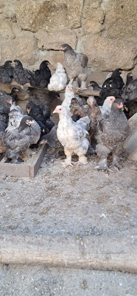 Frangos brahmas 2 meses