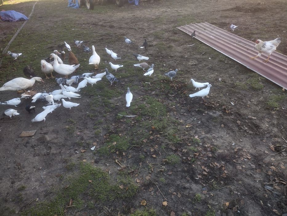 Gołębie różne gatunki