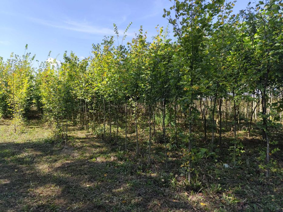 Wiąz pospolity, Ulmus leavis, obwód pnia 8-10 cm