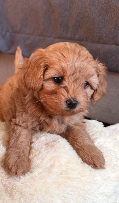 Куколки МАЛЬТИПУ в ожидании лучших мам-пап !)