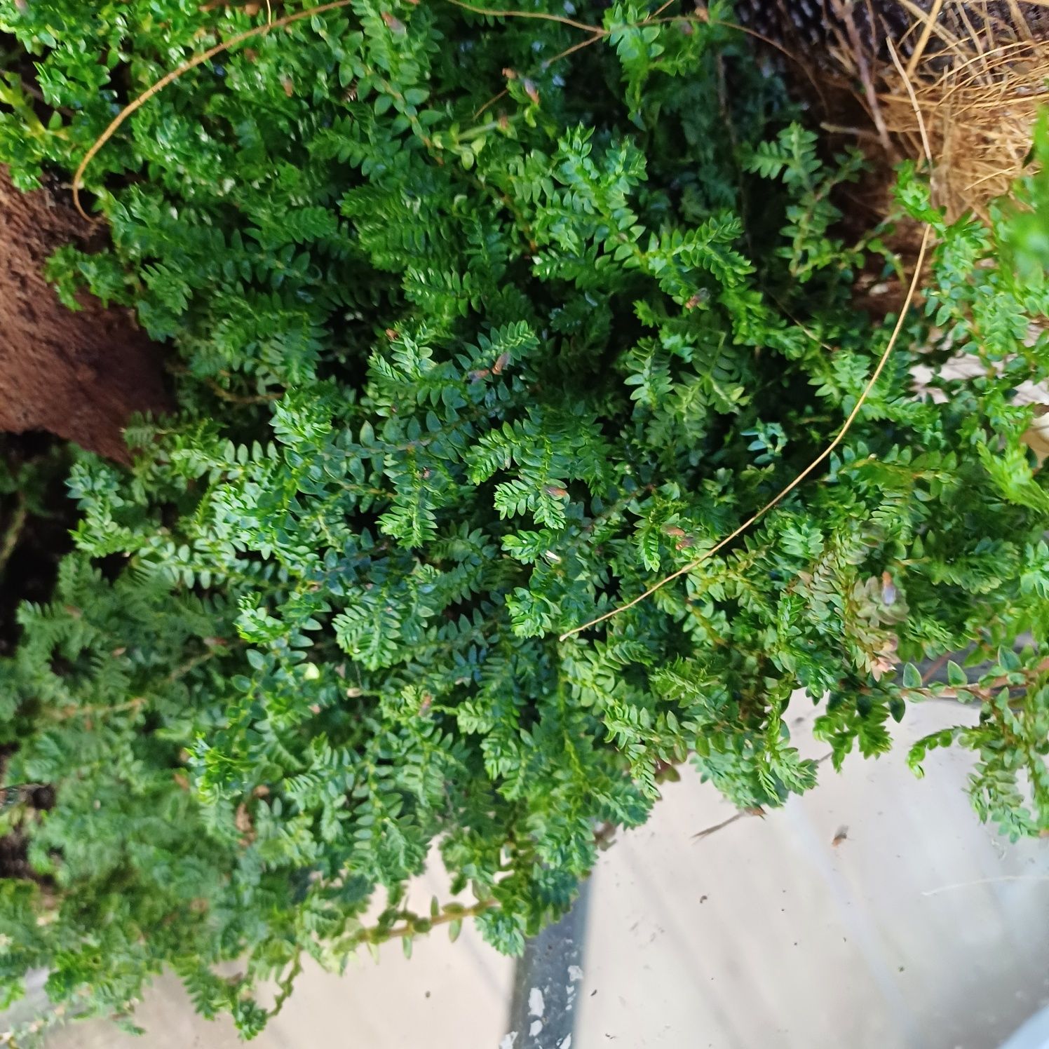 Zestaw roślin do terrarium