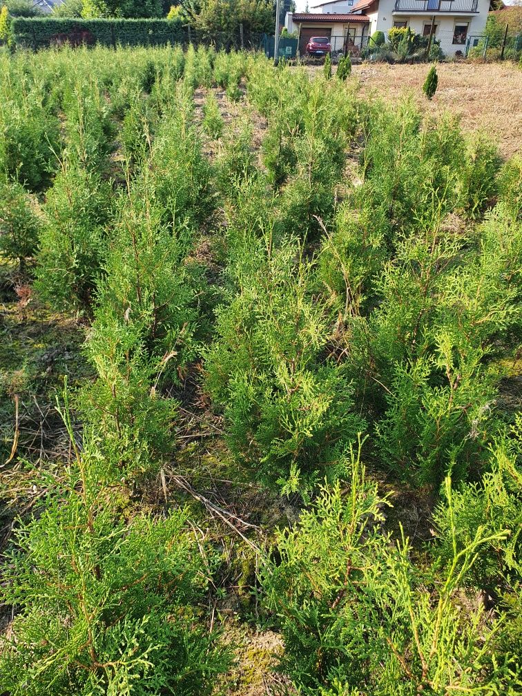 Okazja Tuja 120 CM Brabant Tuje Thuja Transport