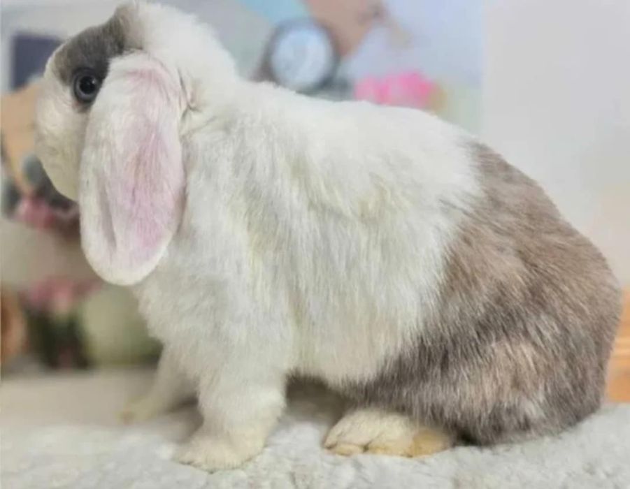 Królik Mini Lop do hodowli geny Niemieckie, Francuskie plus klatki