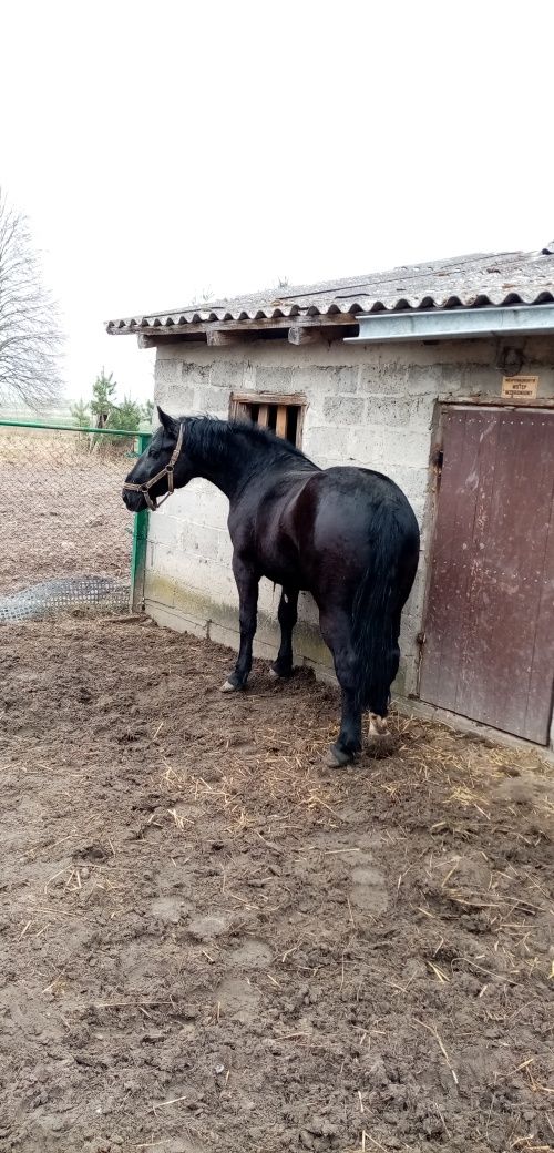 Klacz Śląska 3 letnia