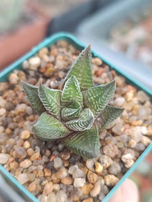 Суккуленты хавортии