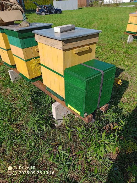 Ul Ule wielkopolskie odkładowe, odkładowy, odkładówka