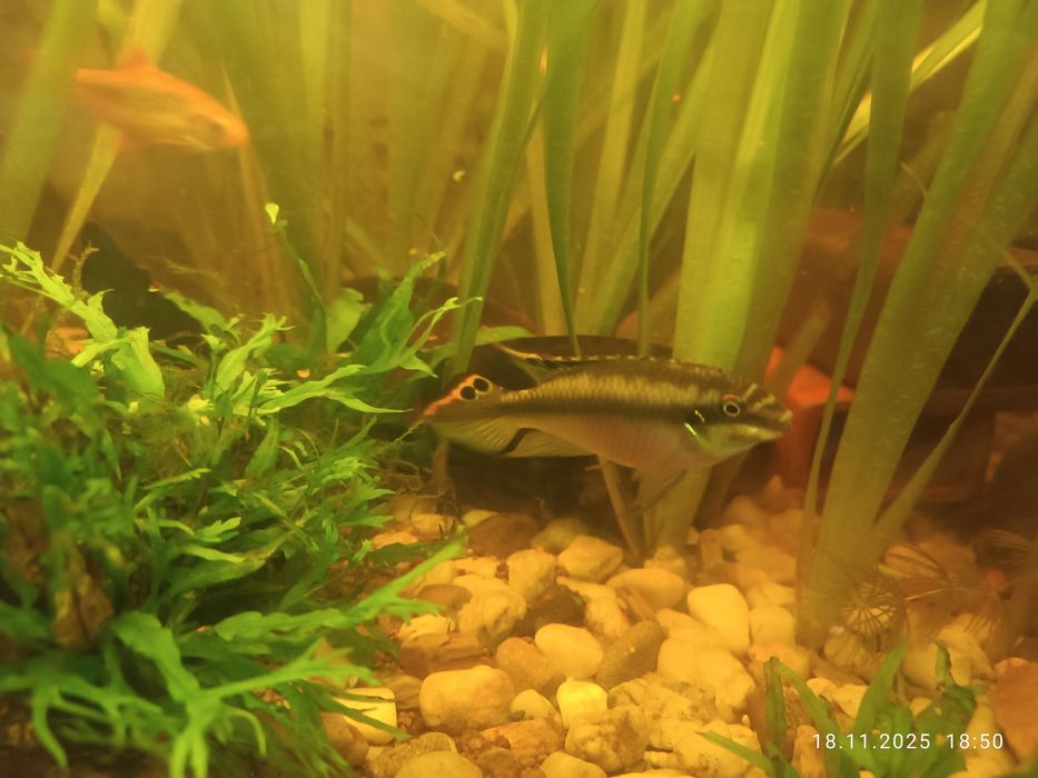 Barwniaki czerwonobrzuchy samiec