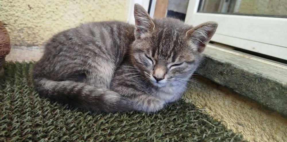 Pequeno Macho à procura de uma casa