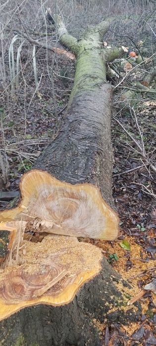 Kloc czereśni zdrowy 60cm średnicy 4m dlugi