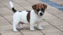 Piesek Jack Russell Terrier z hodowli "BREFIO "/badania genetyczne