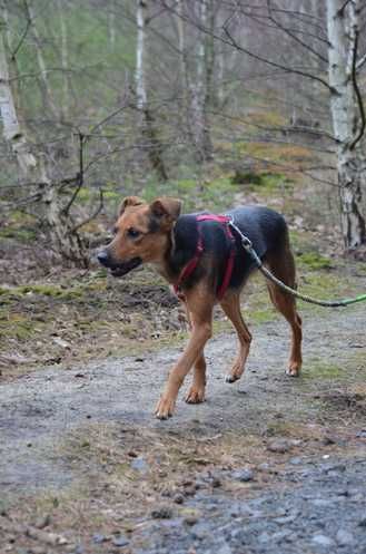 KODA bardzo boi się schroniska, czeka na dom