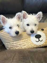 West Highland White Terrier