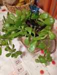 Planta suculenta trepadora