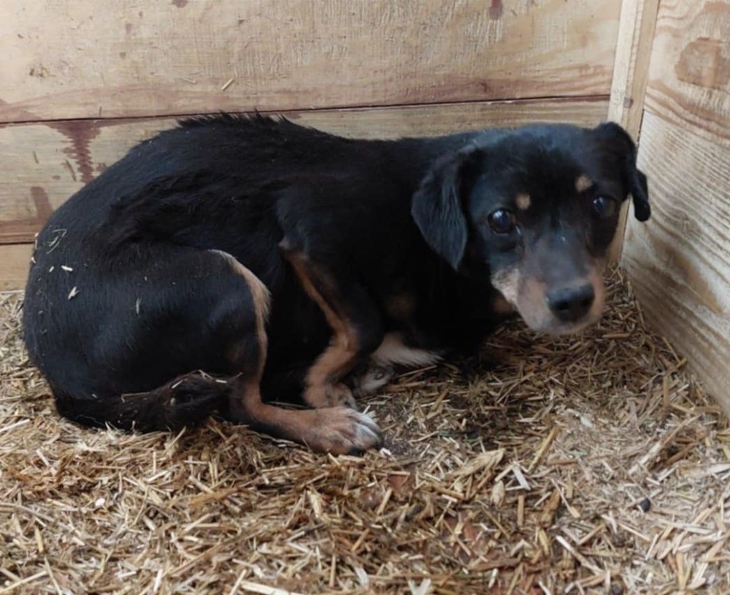Mała sunia w typie jamnika, pokrzywdzona przez los i człowieka - adopc