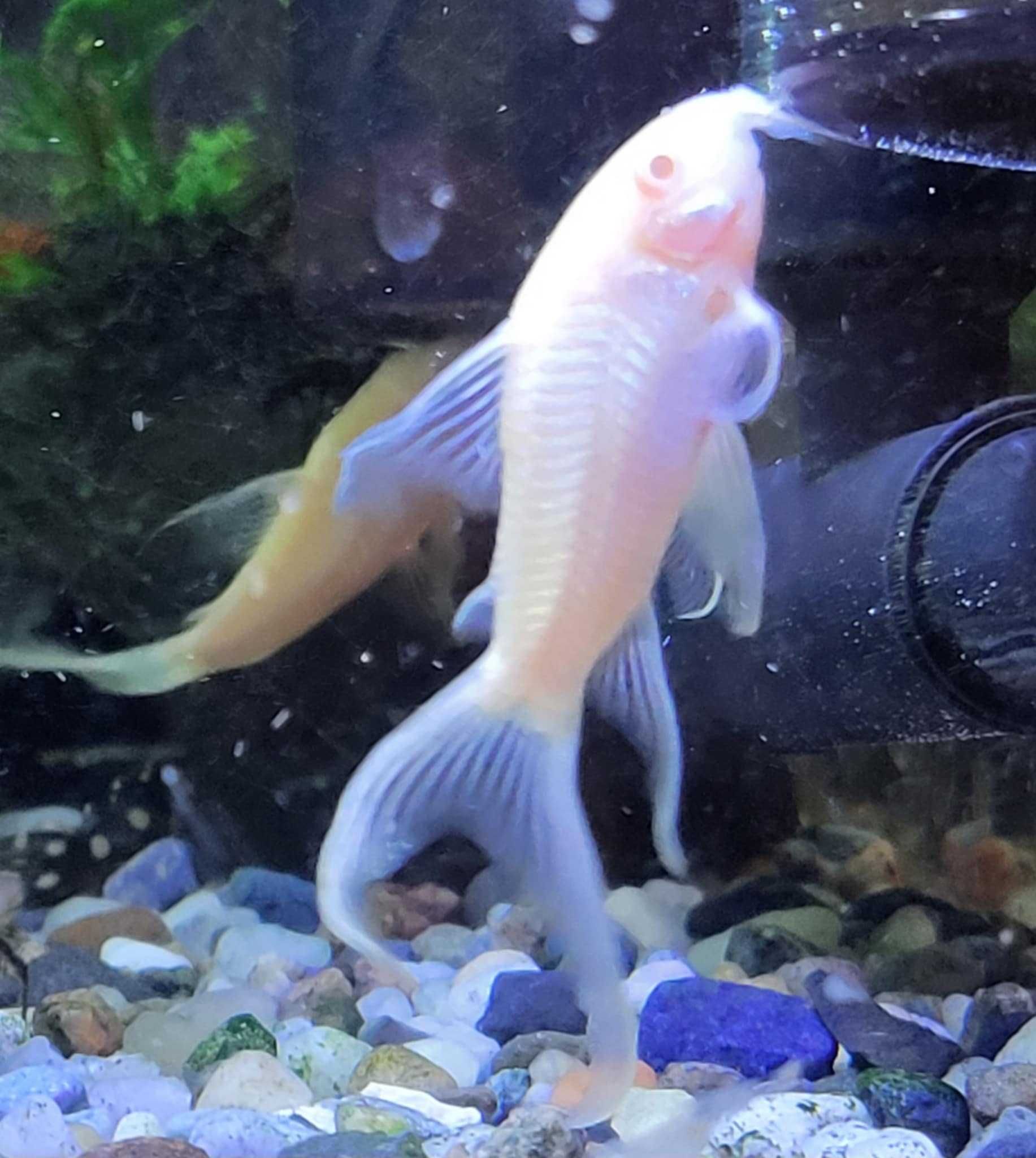 kirysek weloniasty albinos