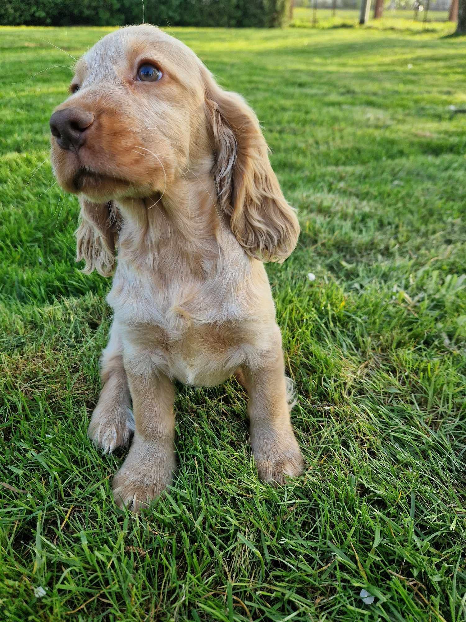 Piesek rudy,biało rudy Cocker spaniel