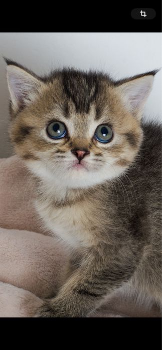 Шотландські дівчинкі близнючки Діора і Лора, кошеня, киця, з щепленням