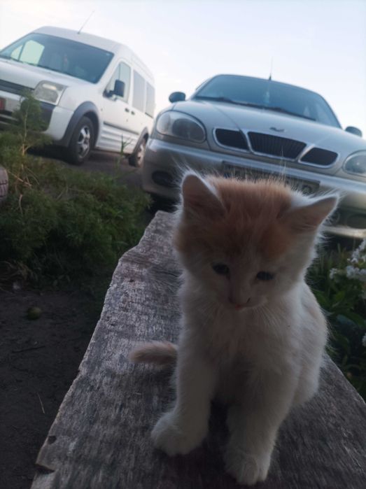 Грайливі кошенята