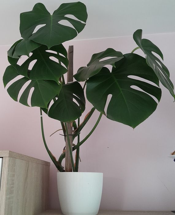 Kwiatek monstera