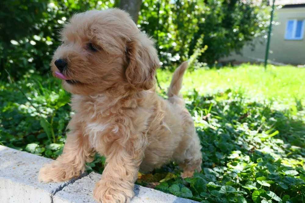 Maltipoo disponível