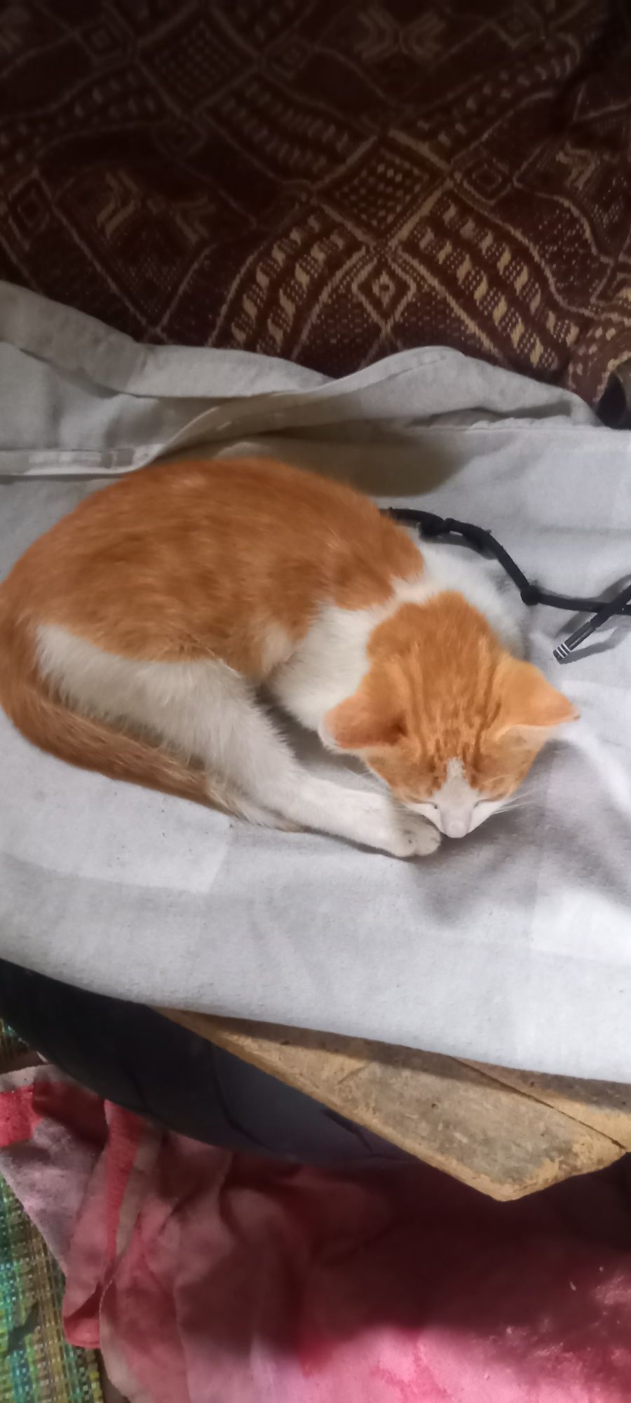 Oddam kotka w dobre ręce